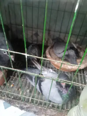 আমি অ্যাডাল্ট, ইয়াং অ্যাডাল্ট এবং বেবি রেসিং কবুতর বিক্রি করছি