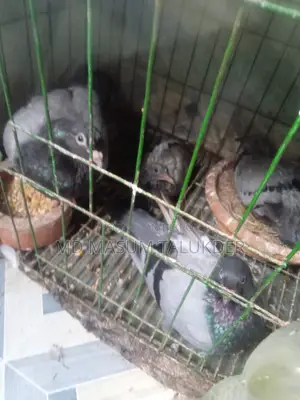 আমি অ্যাডাল্ট, ইয়াং অ্যাডাল্ট এবং বেবি রেসিং কবুতর বিক্রি করছি