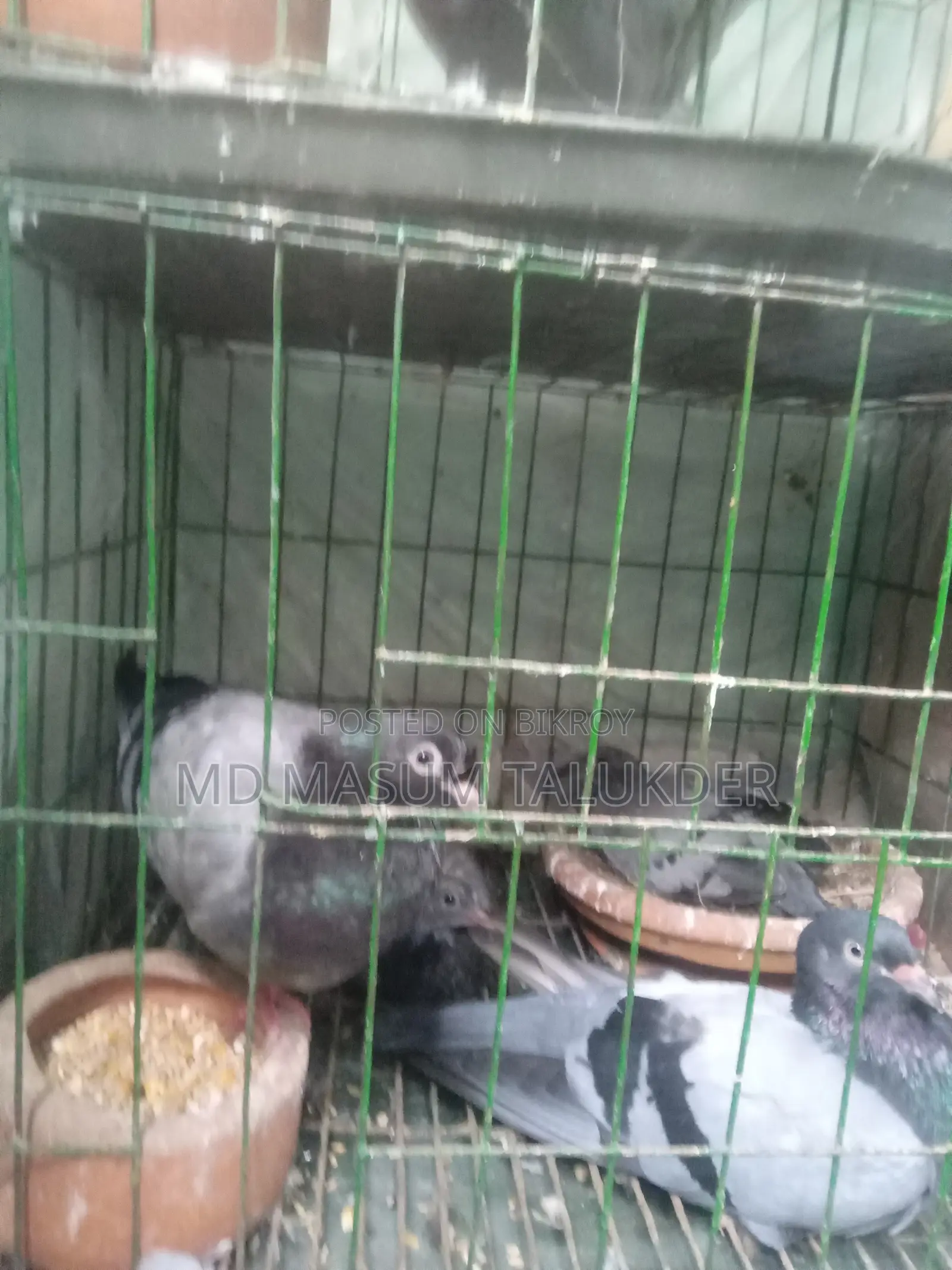 আমি অ্যাডাল্ট, ইয়াং অ্যাডাল্ট এবং বেবি রেসিং কবুতর বিক্রি করছি