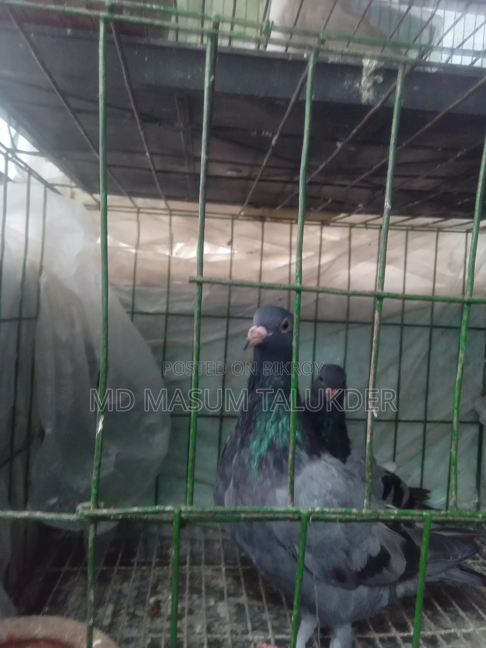 আমি অ্যাডাল্ট, ইয়াং অ্যাডাল্ট এবং বেবি রেসিং কবুতর বিক্রি করছি