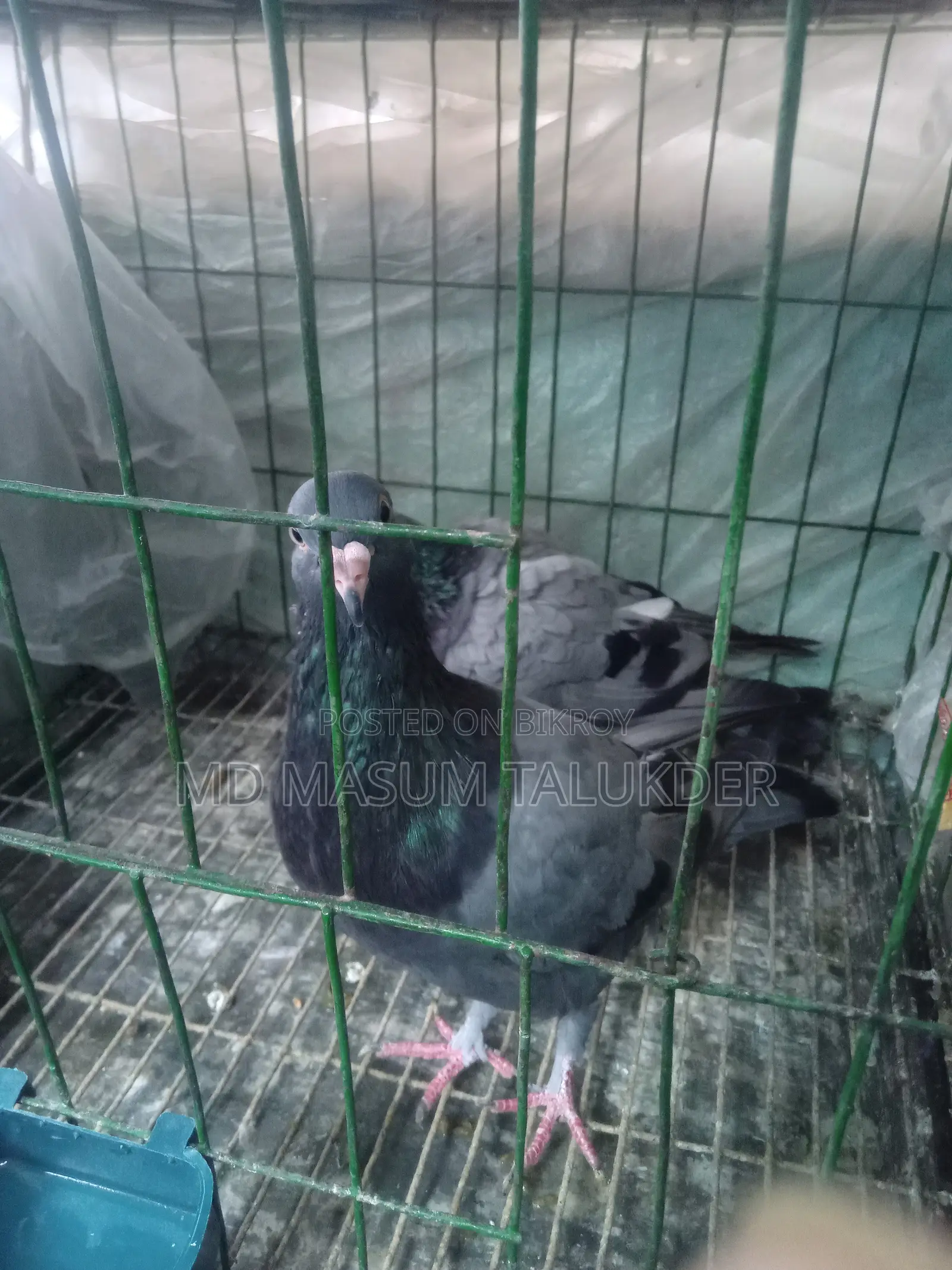 আমি অ্যাডাল্ট, ইয়াং অ্যাডাল্ট এবং বেবি রেসিং কবুতর বিক্রি করছি