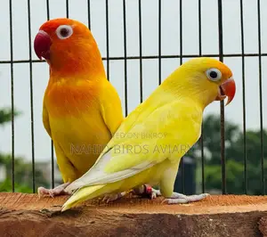 রানিং লাভবার্ডস