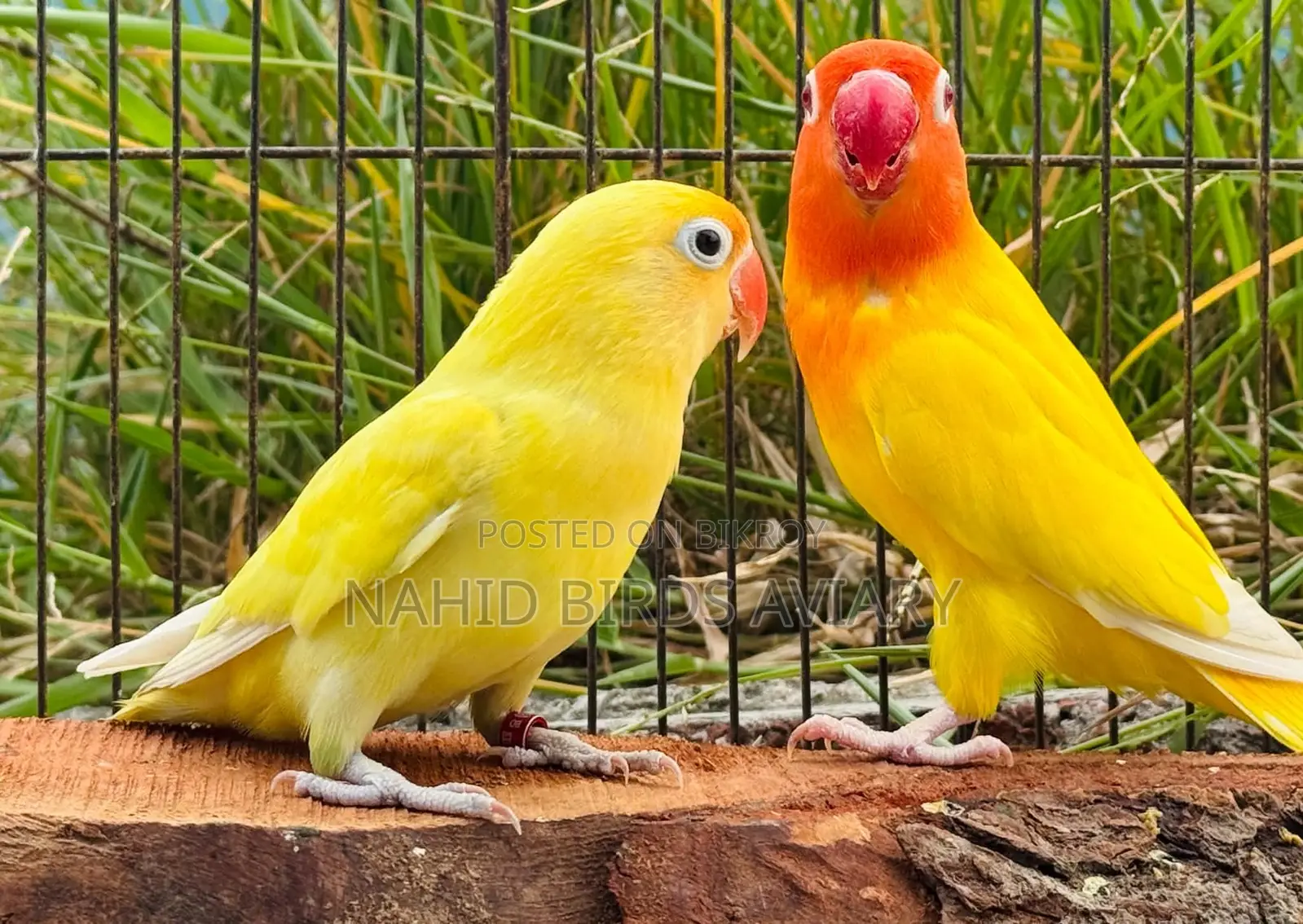 রানিং লাভবার্ডস