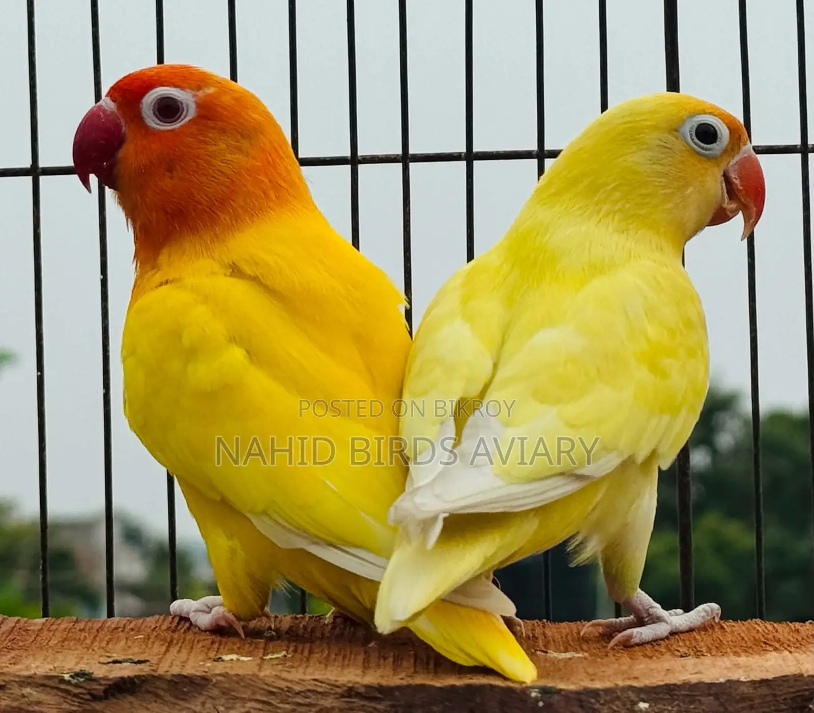 রানিং লাভবার্ডস