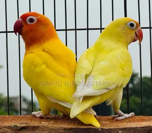 রানিং লাভবার্ডস