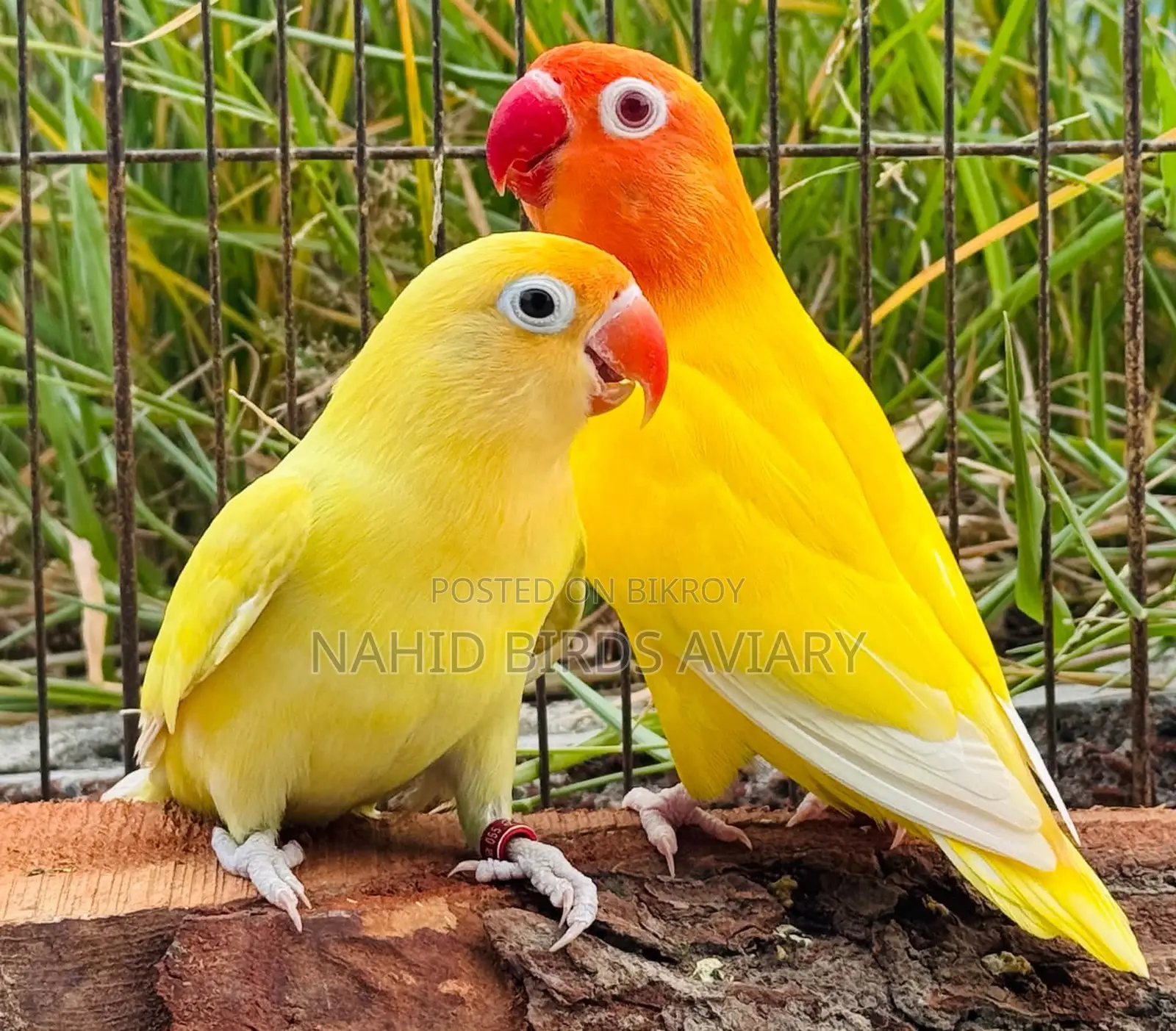 রানিং লাভবার্ডস