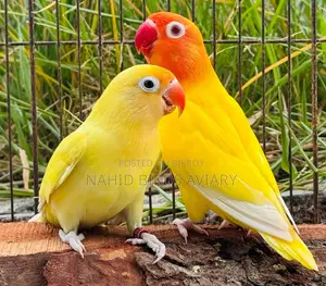 রানিং লাভবার্ডস