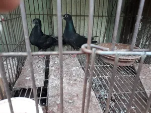 ফ্যান্সি কবুতর