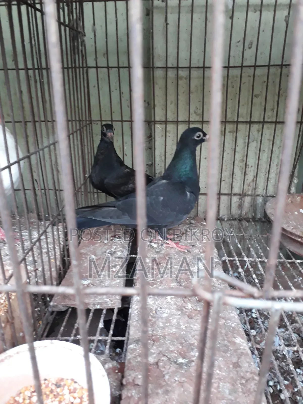 ফ্যান্সি কবুতর