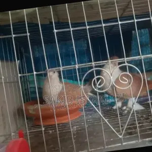 Siraji Pigeon Running Pair