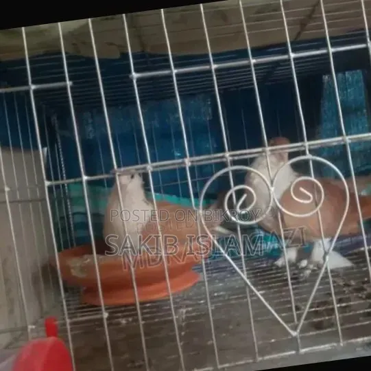 Siraji Pigeon Running Pair
