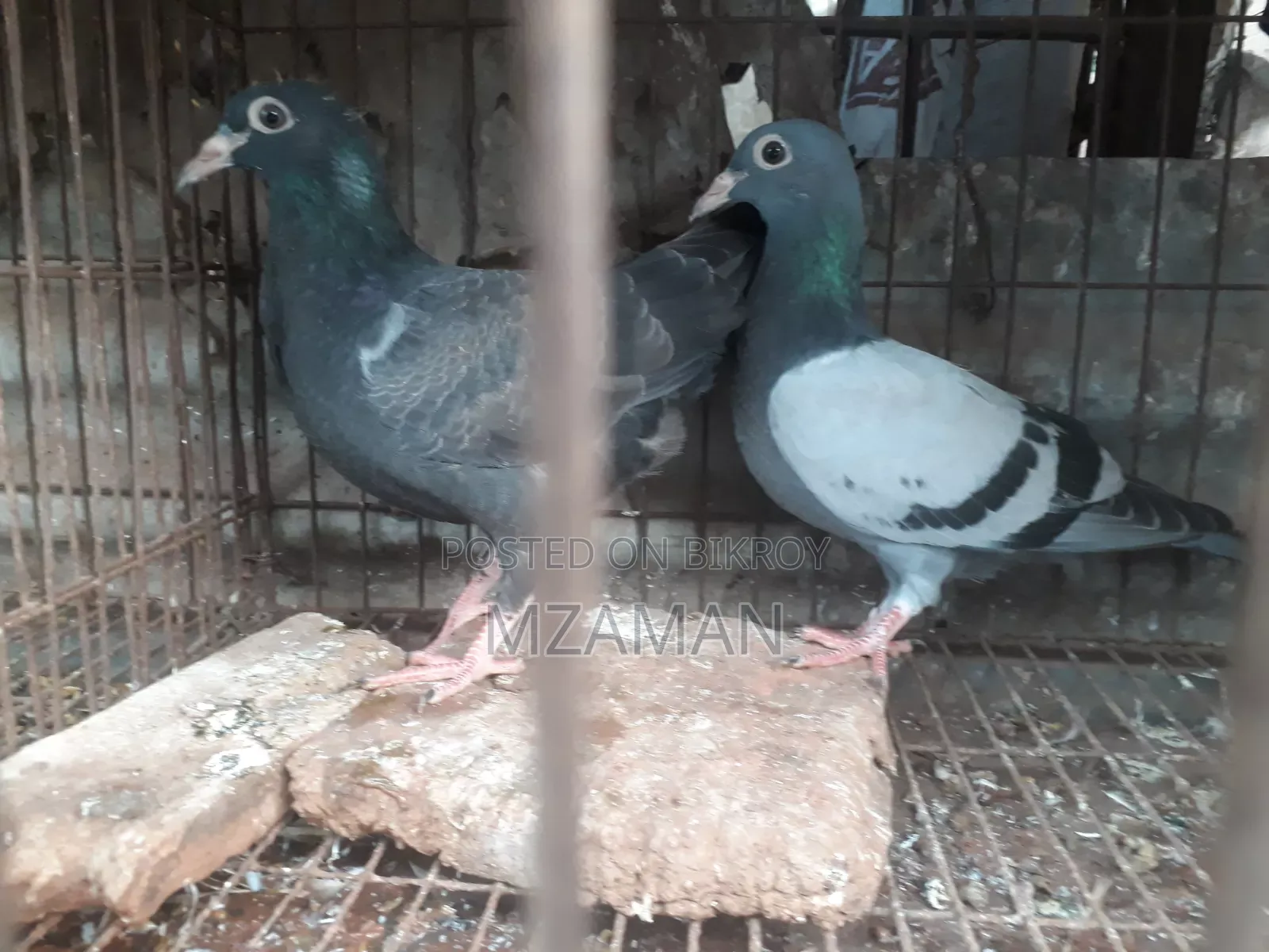 ফ্যান্সি কবুতর