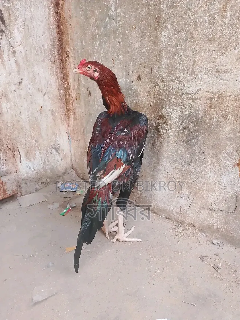 ১ জুড়া আসিল মোরগ