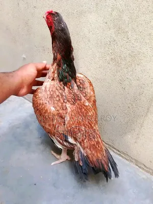 ১ জুড়া আসিল মোরগ
