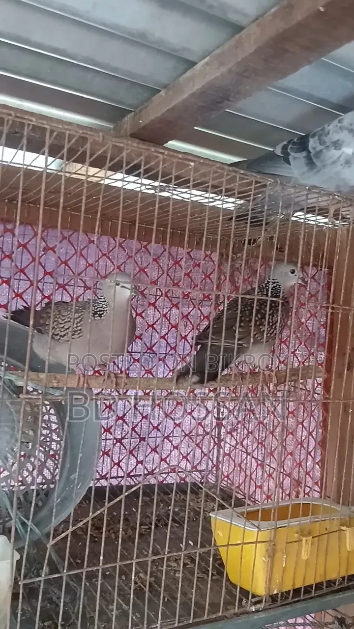 Spotted Dove Bird