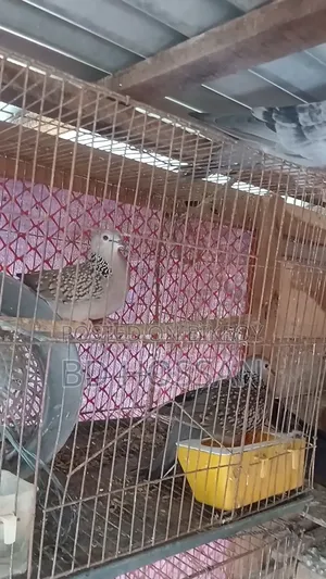 Spotted Dove Bird