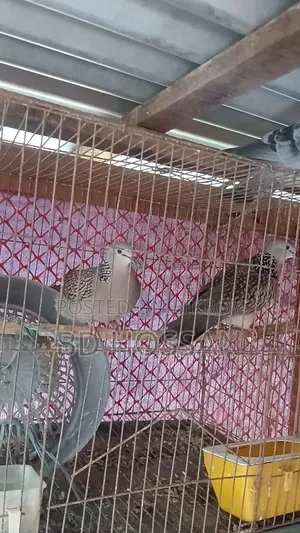 Spotted Dove Bird
