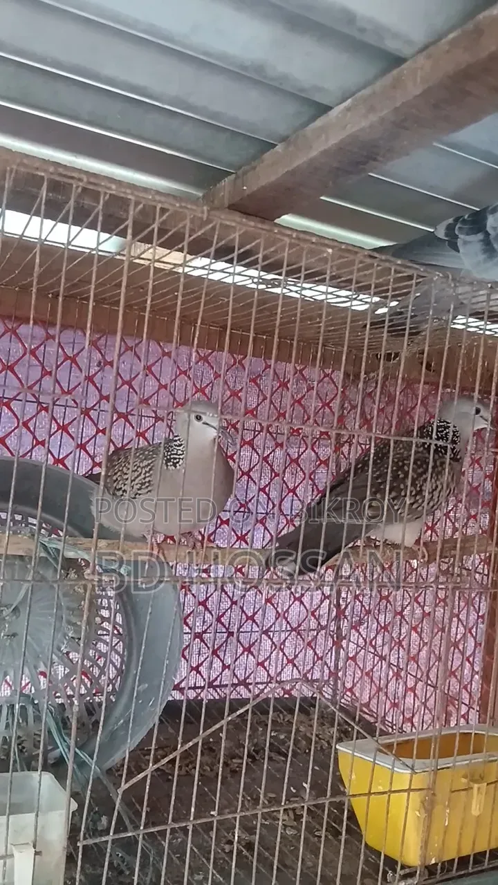 Spotted Dove Bird