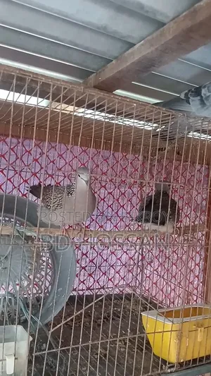 Spotted Dove Bird