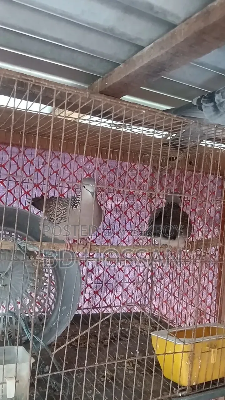 Spotted Dove Bird
