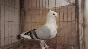 পigeon for Sale