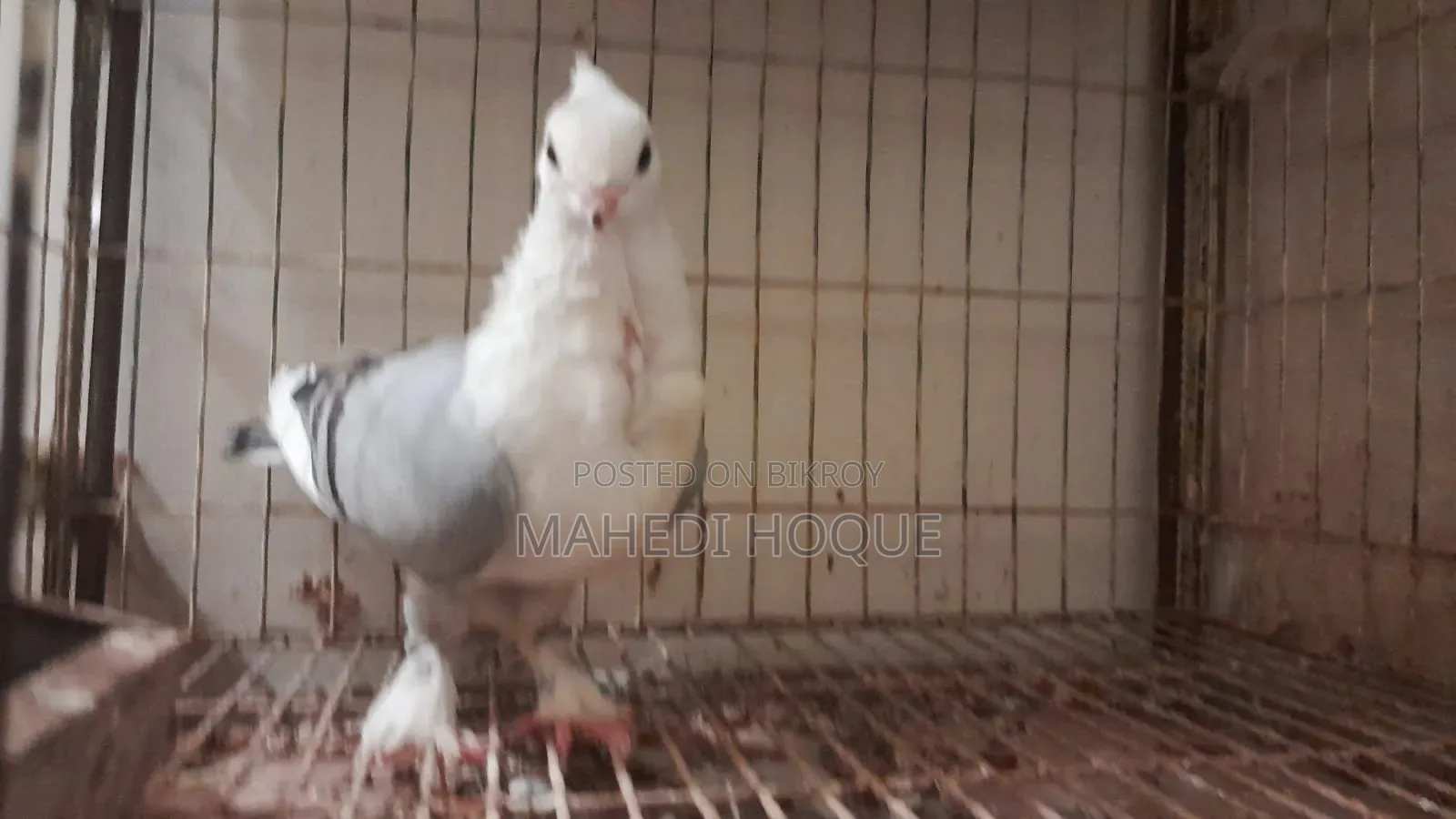 পigeon for Sale