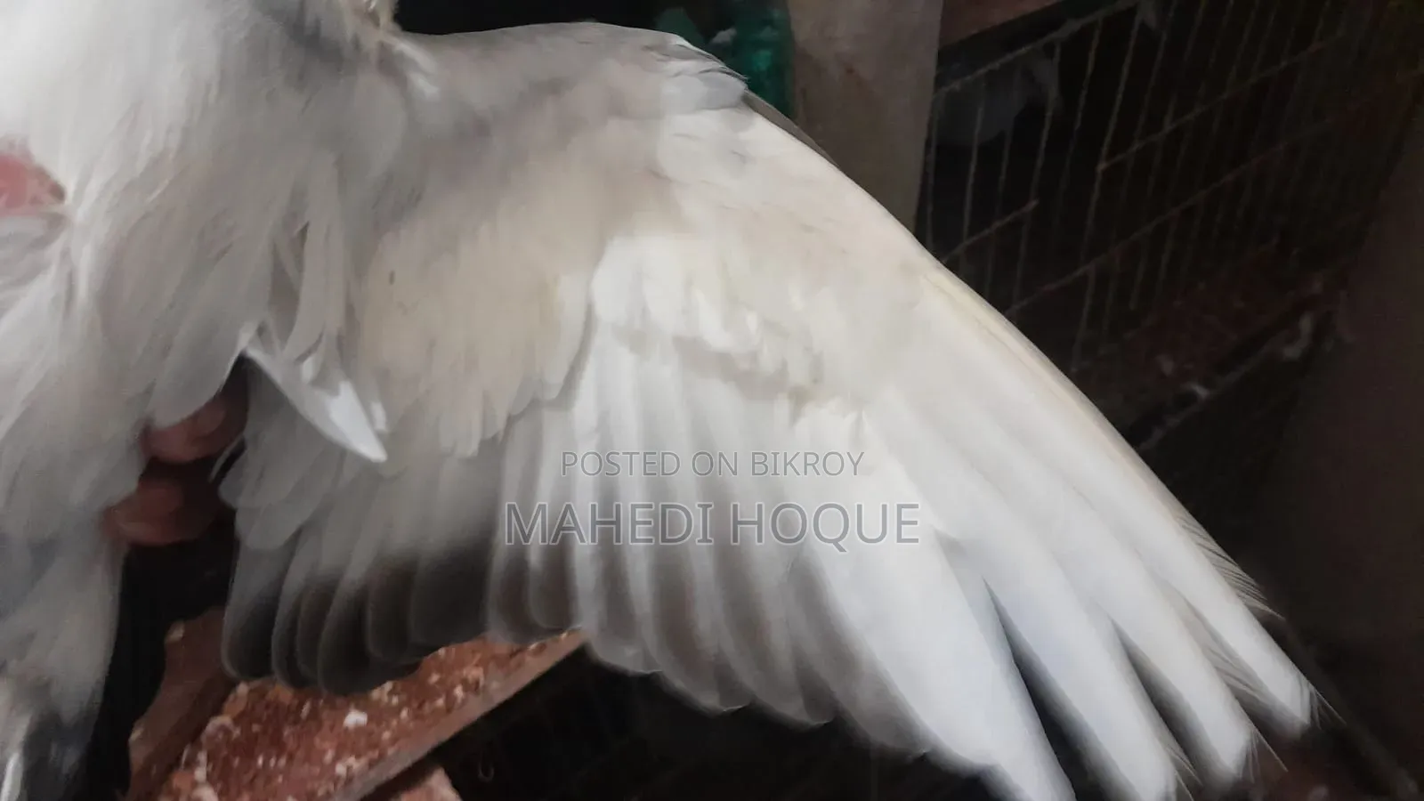 পigeon for Sale