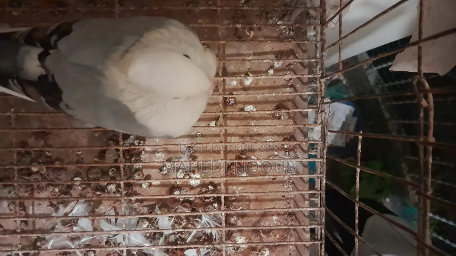 পigeon for Sale