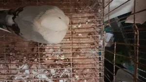 পigeon for Sale
