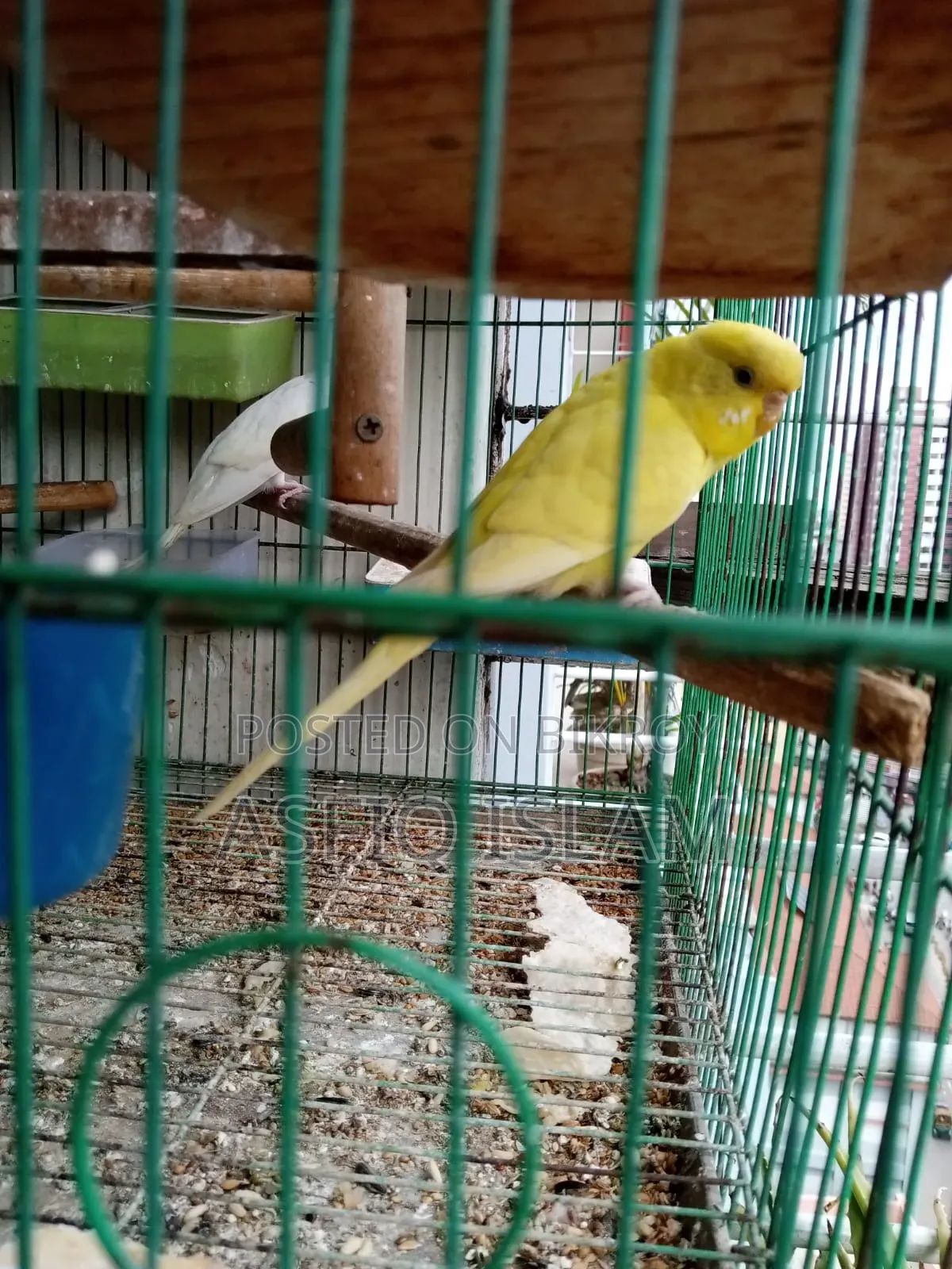 বাজরিগার পাখি বিক্রির জন্য
