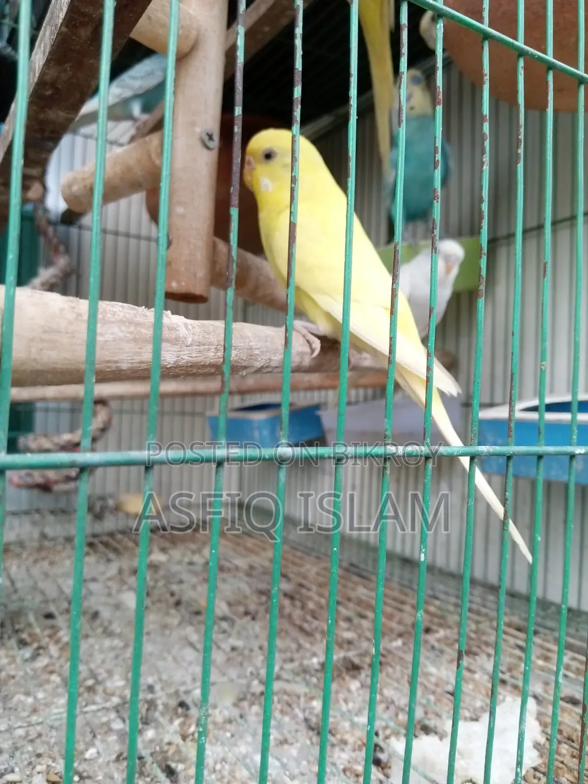 বাজরিগার পাখি বিক্রির জন্য