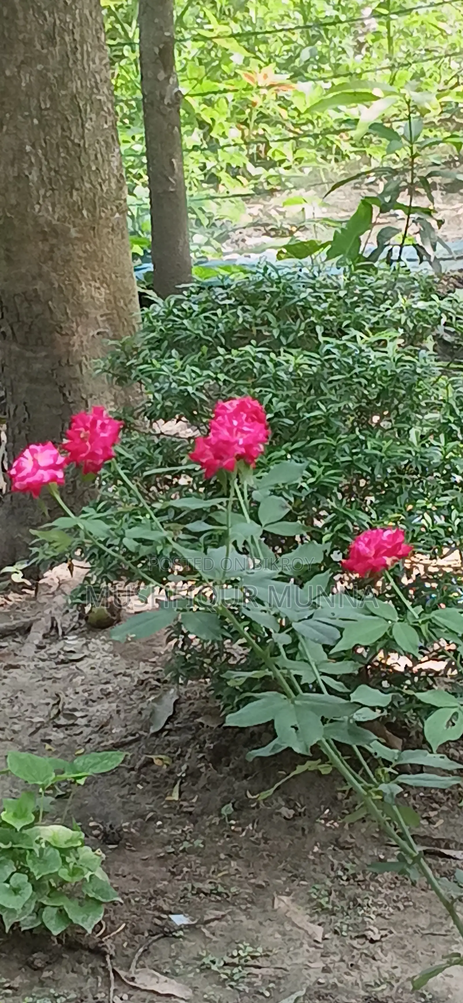 2 Bedroom House in Near Lawdia Cemetery, Jhenaidah Sadar for Sale