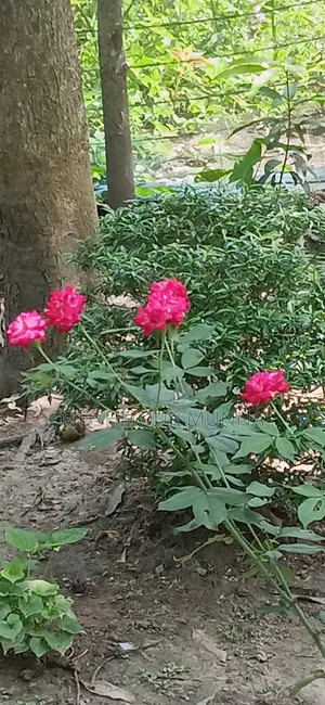 2 Bedroom House in Near Lawdia Cemetery, Jhenaidah Sadar for Sale