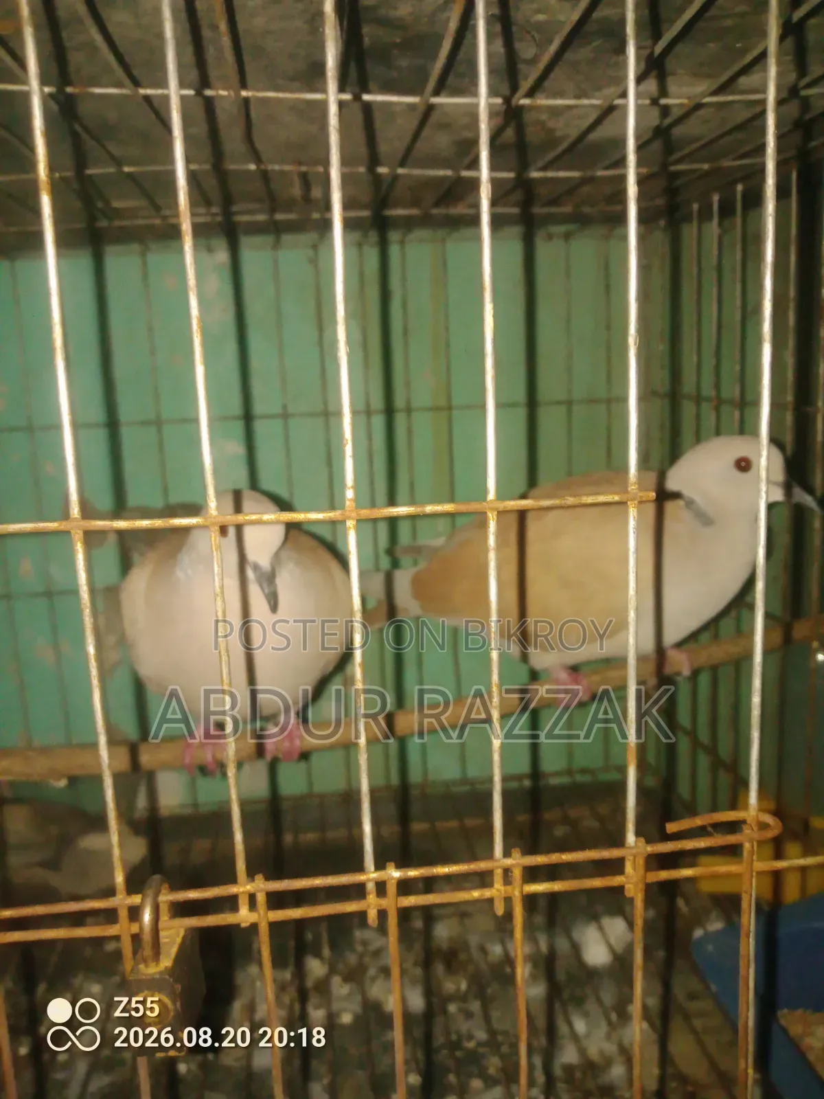 ঘুঘু পাখি বিক্রয়