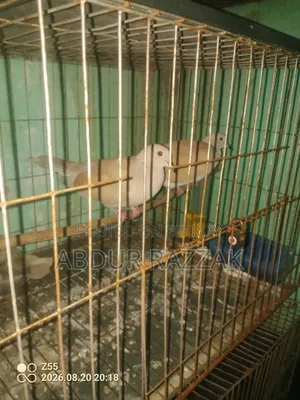 ঘুঘু পাখি বিক্রয়