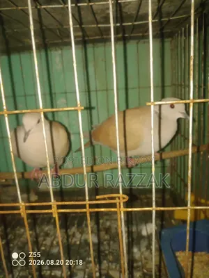 ঘুঘু পাখি বিক্রয়