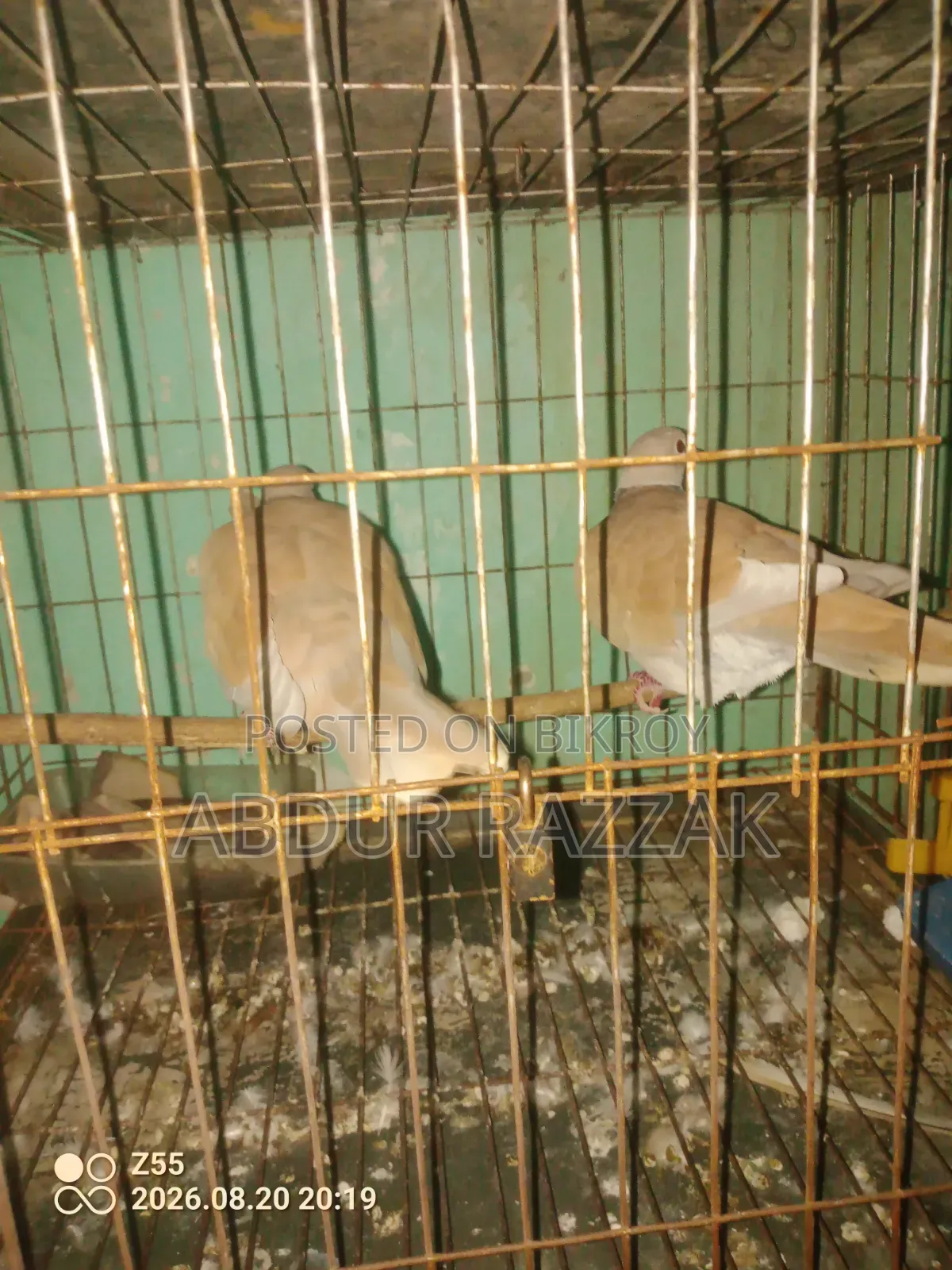 ঘুঘু পাখি বিক্রয়