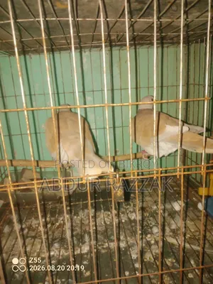 ঘুঘু পাখি বিক্রয়