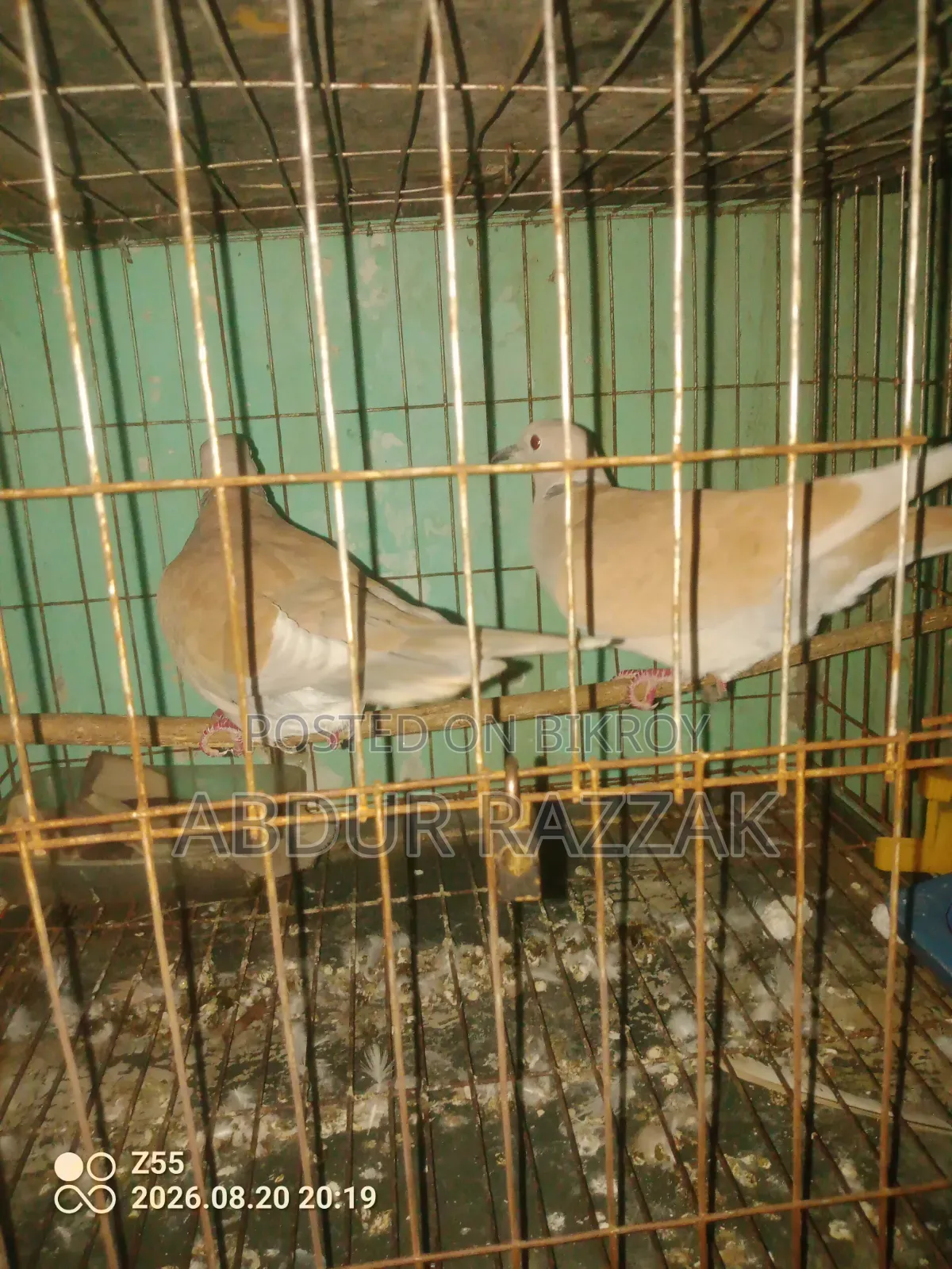 ঘুঘু পাখি বিক্রয়