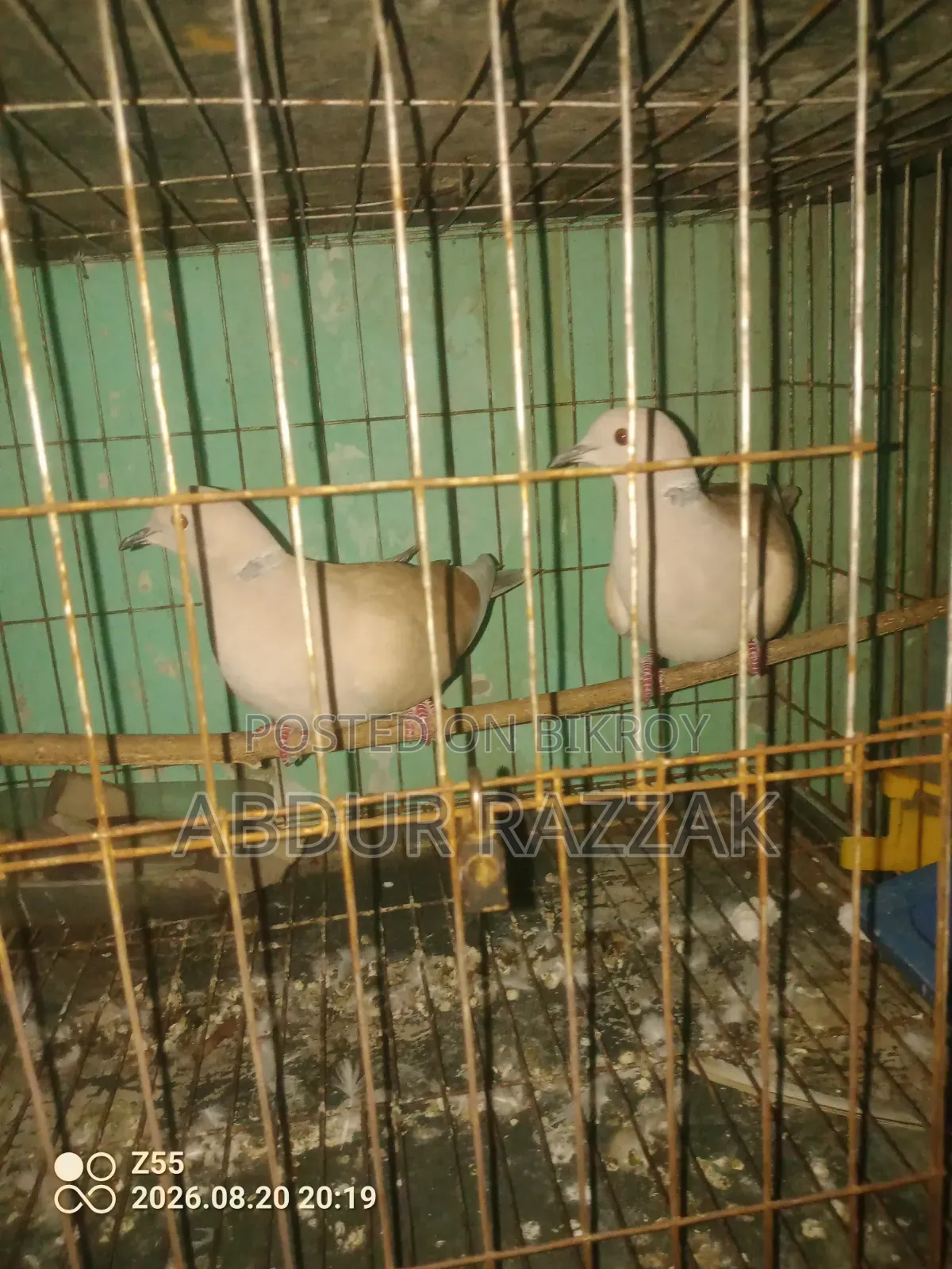 ঘুঘু পাখি বিক্রয়