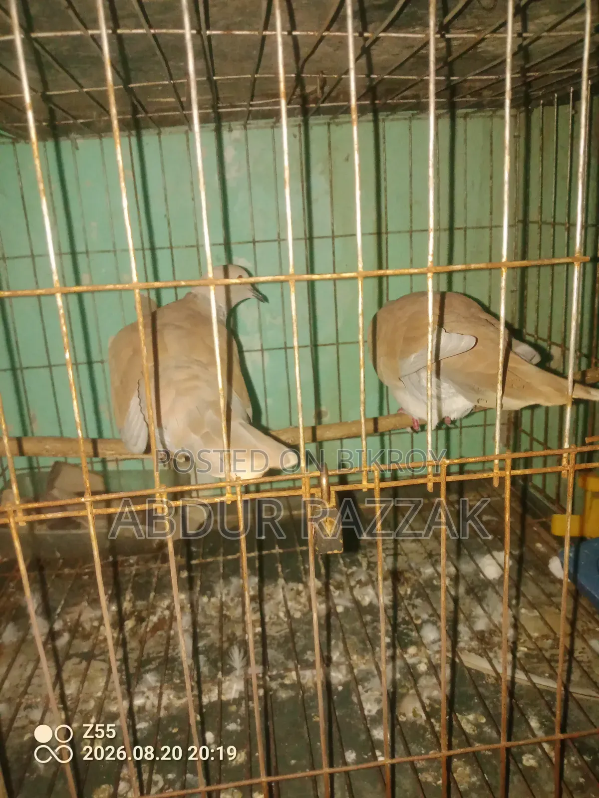 ঘুঘু পাখি বিক্রয়