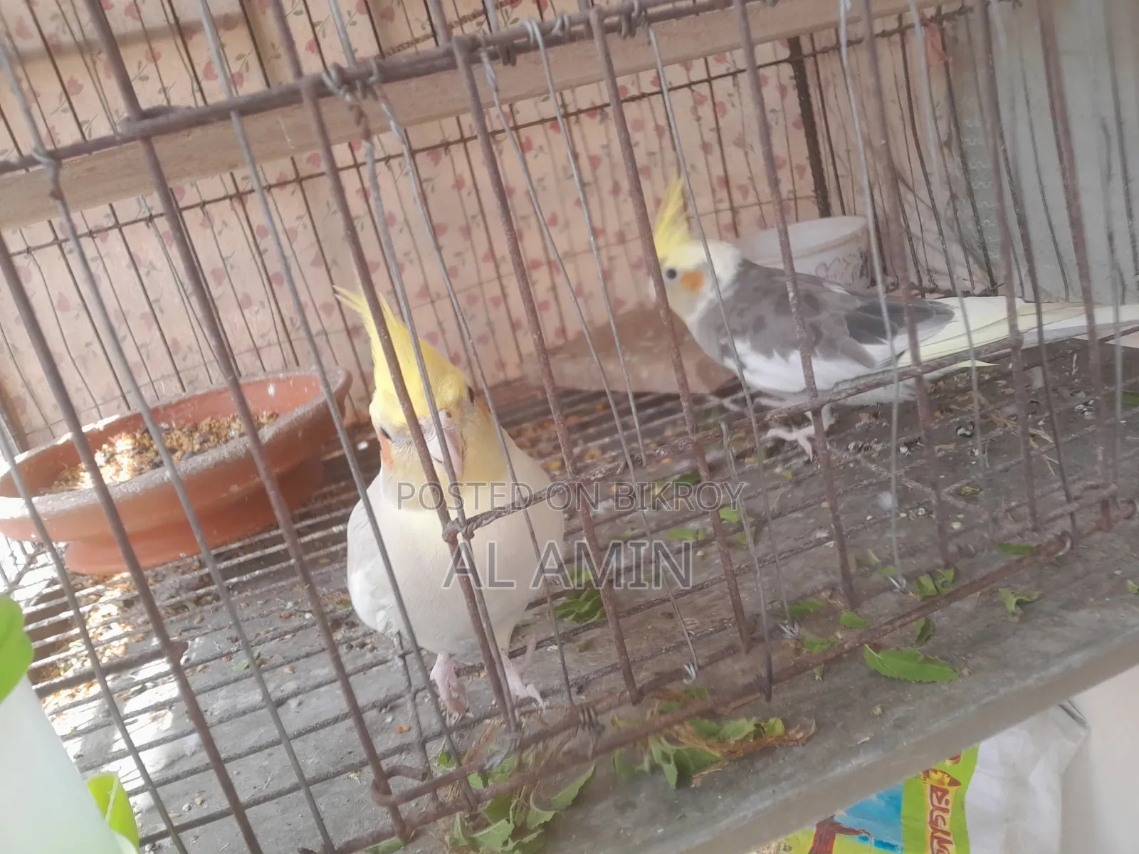 একজোড়া পাখি বিক্রি হবে