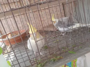 একজোড়া পাখি বিক্রি হবে