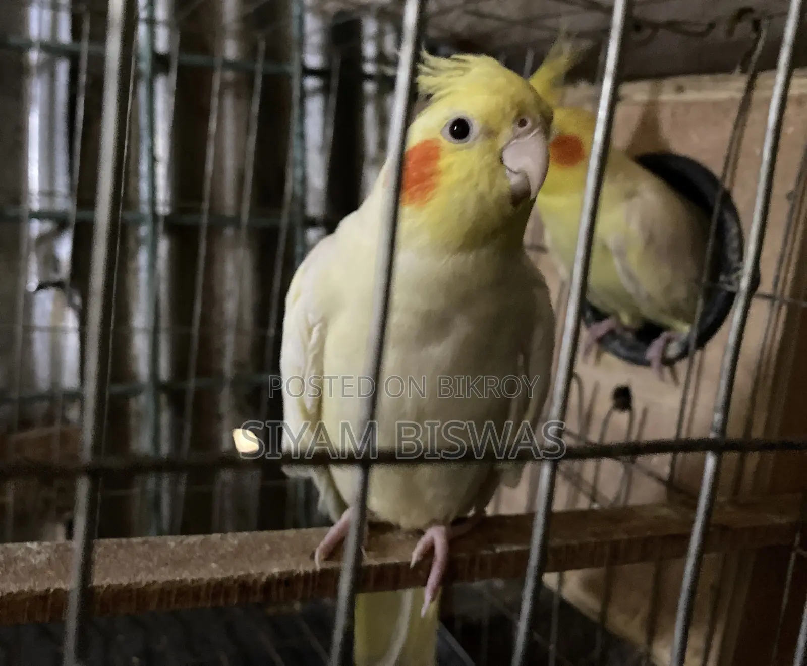 Lutino Cockatiel (1 Pair) + Full Set Up