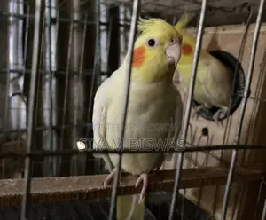 Lutino Cockatiel (1 Pair) + Full Set Up