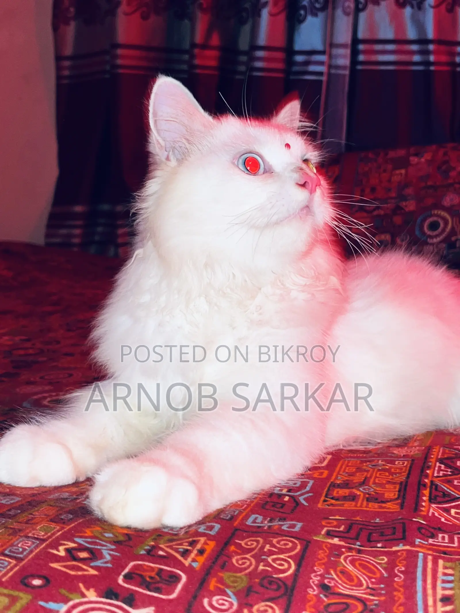 ৬-১২ মাসের নর খাঁটি পার্সিয়ান বিড়াল