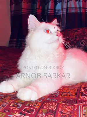 ৬-১২ মাসের নর খাঁটি পার্সিয়ান বিড়াল
