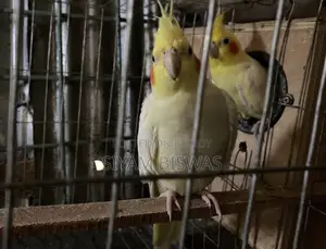 Lutino Cockatiel (1 Pair) + Full Set Up