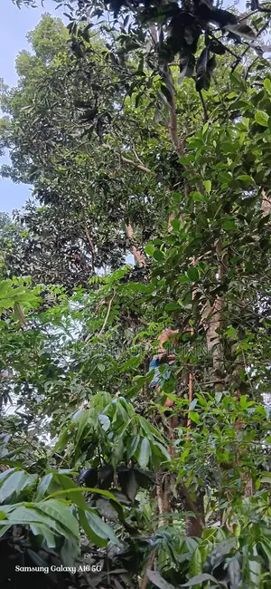 2 Bedroom House in Near Lawdia Cemetery, Jhenaidah Sadar for Sale