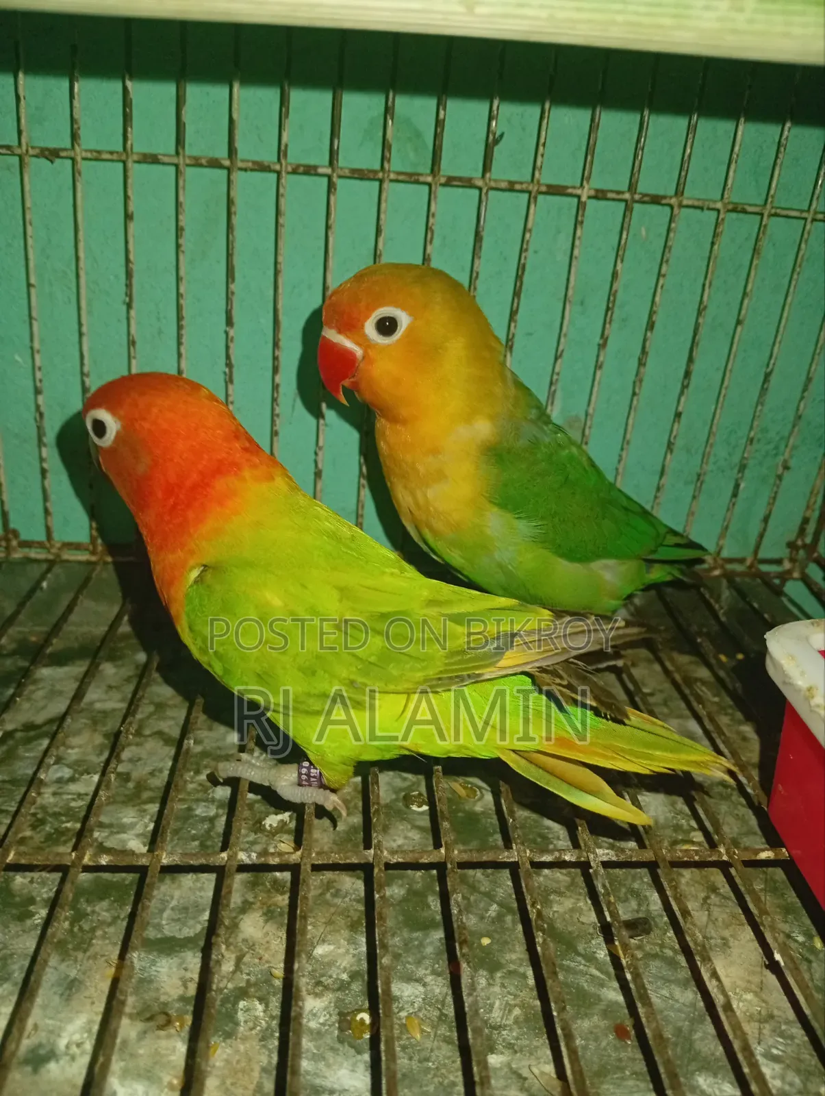 Lovebirds Colorful Male Female Confirmed